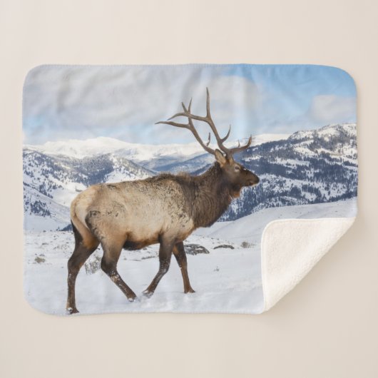 Lone Bull Elk | Yellowstone-Nationalpark Sherpadecke (Vorderseite (Horizontal))