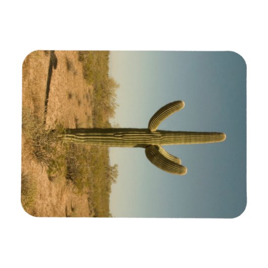 Lone Cactus Magnet (Horizontal)