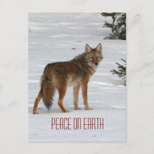 Lone Coyote in Snow Postcard Postkarte