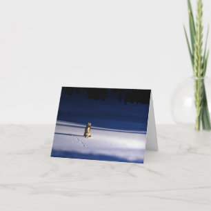 Lone Coyote in Snow, Yellowstone Nationalpark Feiertagskarte