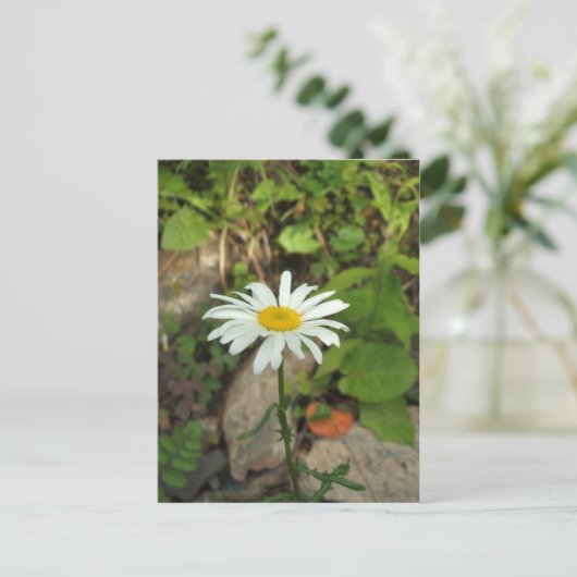 Lone Daisy Postkarte (Stehend Vorderseite)