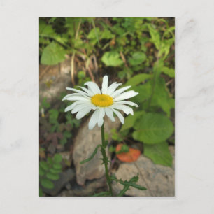 Lone Daisy Postkarte
