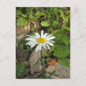 Lone Daisy Postkarte (Vorderseite)