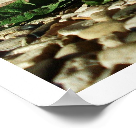 Lone Dandelion Poster (Ecke)