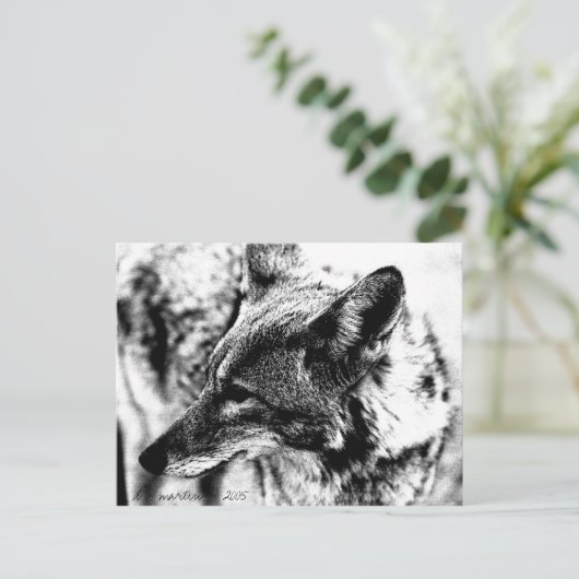 Lone Desert Coyote, D.B. Martin 2005 Postkarte (Stehend Vorderseite)