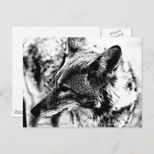 Lone Desert Coyote, D.B. Martin 2005 Postkarte (Vorne/Hinten)