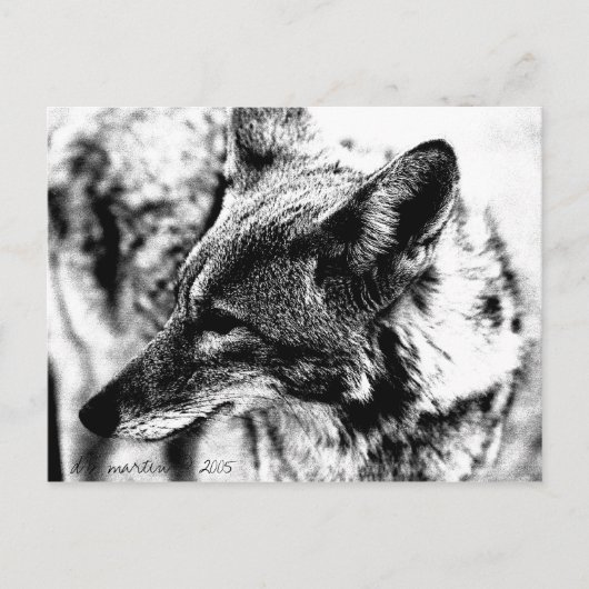 Lone Desert Coyote, D.B. Martin 2005 Postkarte (Vorderseite)