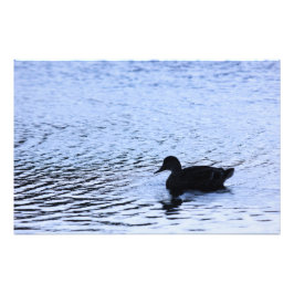 Lone Duck Wildlife Lake Water Ripples Fotografie
