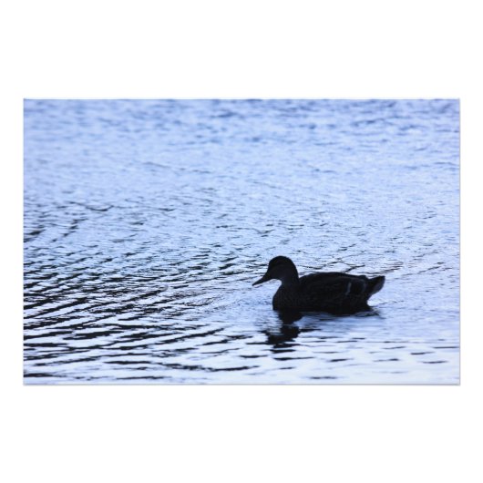 Lone Duck Wildlife Lake Water Ripples Fotografie (Vorne)