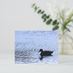 Lone Duck Wildlife Lake Water Ripples Fotografie Postkarte