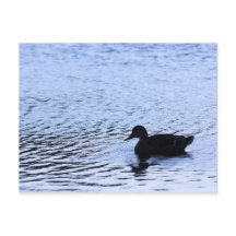 Lone Duck Wildlife Lake Water Ripples Fotografie