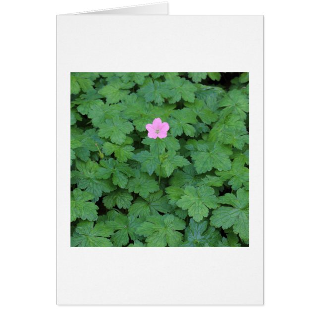 Lone Geranium (Vorne)
