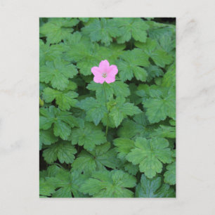 Lone Geranium Postkarte