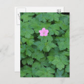 Lone Geranium Postkarte (Vorne/Hinten)
