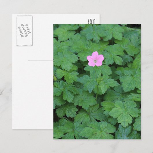 Lone Geranium Postkarte (Vorne/Hinten)