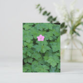 Lone Geranium Postkarte (Stehend Vorderseite)