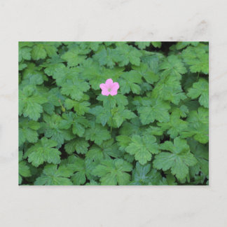 Lone Geranium Postkarte