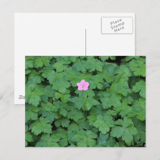 Lone Geranium Postkarte (Vorne/Hinten)
