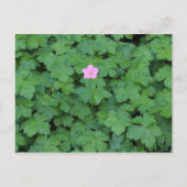 Lone Geranium Postkarte (Vorderseite)