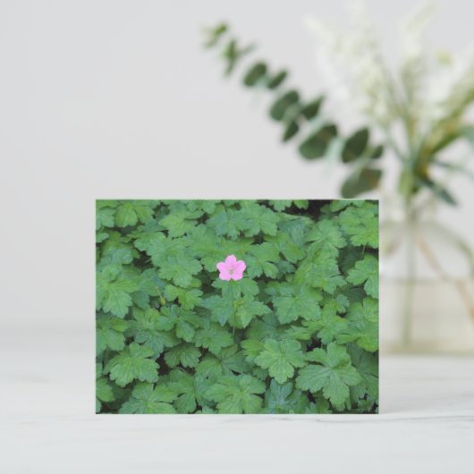 Lone Geranium Postkarte (Stehend Vorderseite)