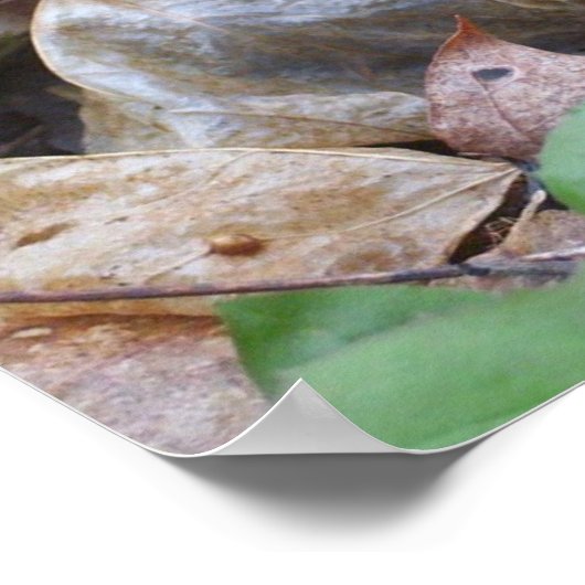 Lone Gray Morel Mushroom Poster (Ecke)