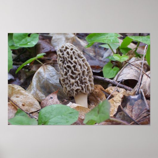 Lone Gray Morel Mushroom Poster (Vorne)