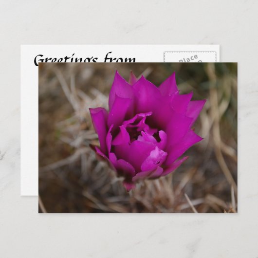 Lone Lila Cactus Blume New Mexico Grußkarte Postkarte (Vorne/Hinten)