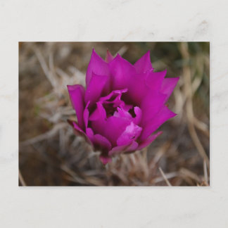 Lone Lila Cactus Blume New Mexico Grußkarte Postkarte