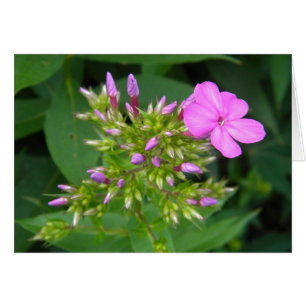 Lone Lila Phlox Bloom