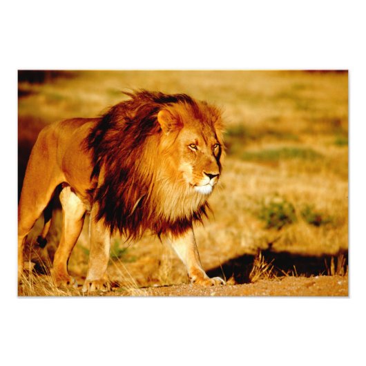 Lone Lion Fotodruck (Vorne)