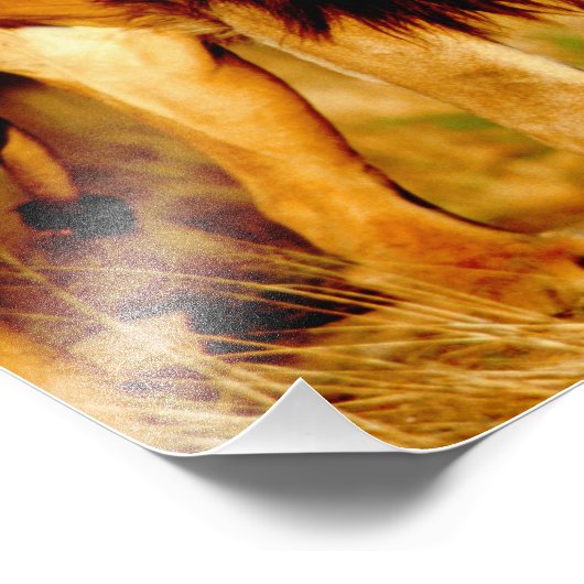 Lone Lion Fotodruck (Ecke)