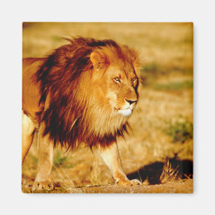 Lone Lion Magnet