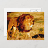 Lone Lion Postkarte (Vorne/Hinten)