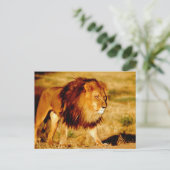 Lone Lion Postkarte (Stehend Vorderseite)
