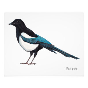 Lone Magpie Fotodruck