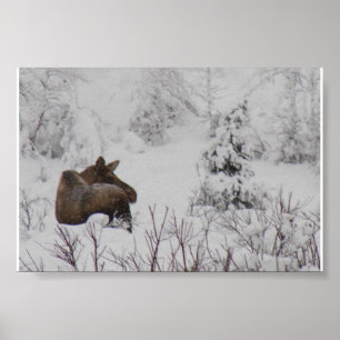 Lone Moose - Logan Guinn Poster