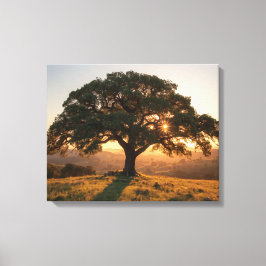 Lone Oak Hill Country Poster - Texas Landscape  Leinwanddruck