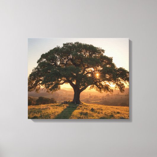 Lone Oak Hill Country Poster - Texas Landscape  Leinwanddruck (Vorderseite)