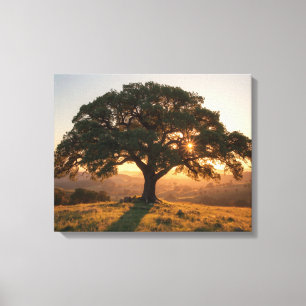 Lone Oak Hill Country Poster - Texas Landschaft  Leinwanddruck