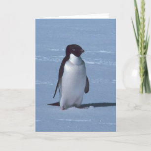 Lone Penguin im Schnee Dankeskarte