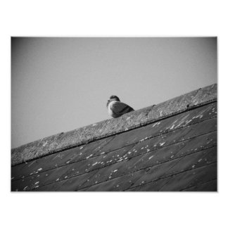 Lone Pigeon auf einem Dach Fotodruck