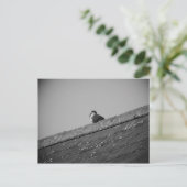 Lone Pigeon auf einem Dach Postkarte (Stehend Vorderseite)