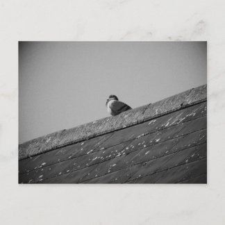 Lone Pigeon auf einem Dach Postkarte