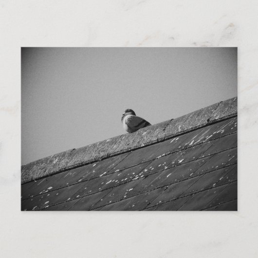 Lone Pigeon auf einem Dach Postkarte (Vorderseite)