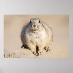Lone Prairie Dog im Sand Poster