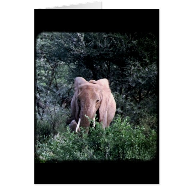 Lone Samburu Elephant (Vorne)