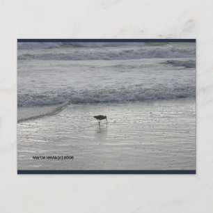 Lone Sandpiper   Blue Beach Song™ Postkarte