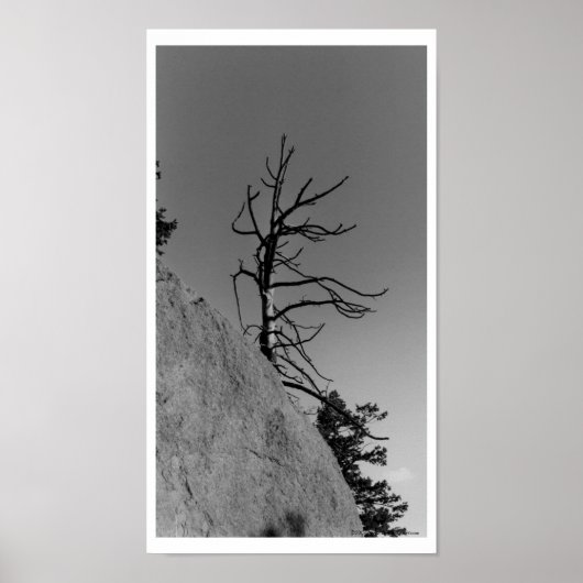 Lone Sky Tree, digitales Foto von Mark Easton Poster (Vorne)