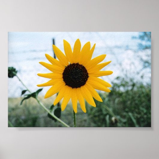 Lone Sunfloer Poster (Vorne)