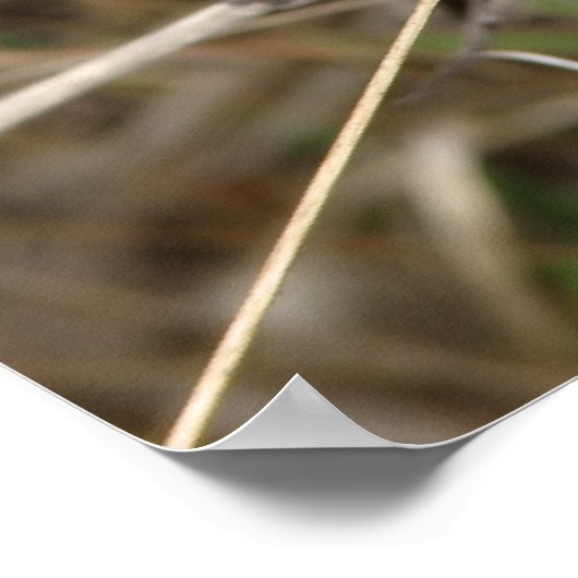 Lone Thistle Poster (Ecke)